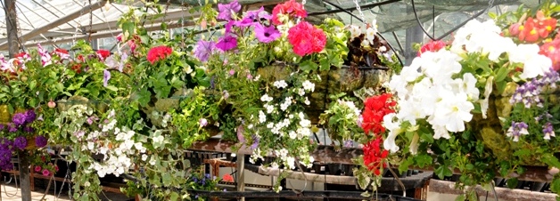 Baskets in the greenhouse